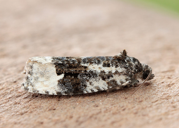 38.025 BF597 Elachista atricomella