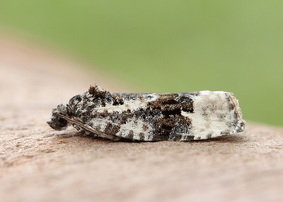 38.025 BF597 Elachista atricomella