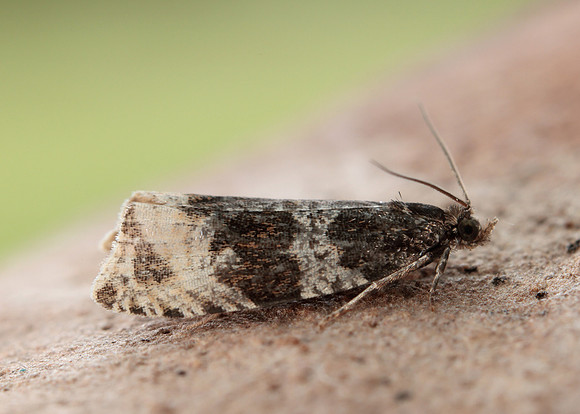 49.154 BF1087 Orthotaenia undulana