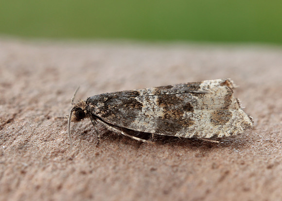49.154 BF1087 Orthotaenia undulana