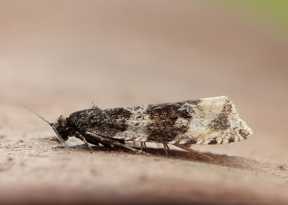 49.154 BF1087 Orthotaenia undulana