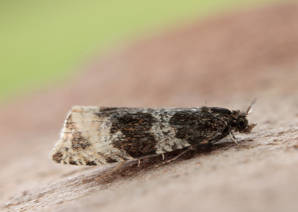 49.154 BF1087 Orthotaenia undulana