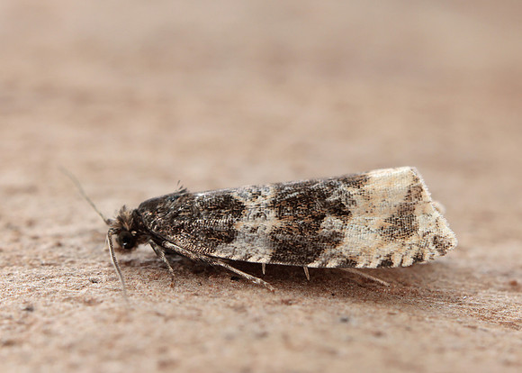 49.154 BF1087 Orthotaenia undulana