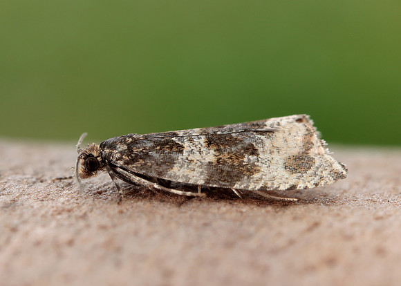 49.154 BF1087 Orthotaenia undulana