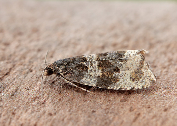 49.154 BF1087 Orthotaenia undulana