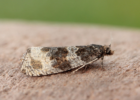 49.154 BF1087 Orthotaenia undulana
