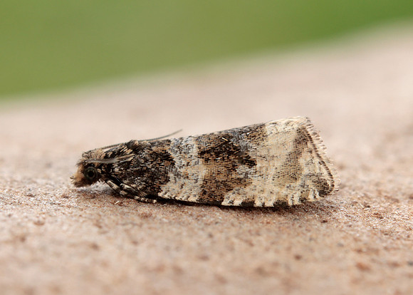 49.154 BF1087 Orthotaenia undulana