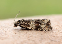 49.166 BF1076 Celypha lacunana