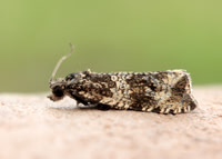 49.166 BF1076 Celypha lacunana
