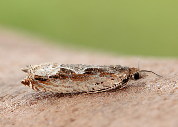 49.207 BF1119 Ancylis geminana