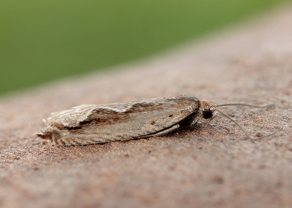 49.207 BF1119 Ancylis geminana