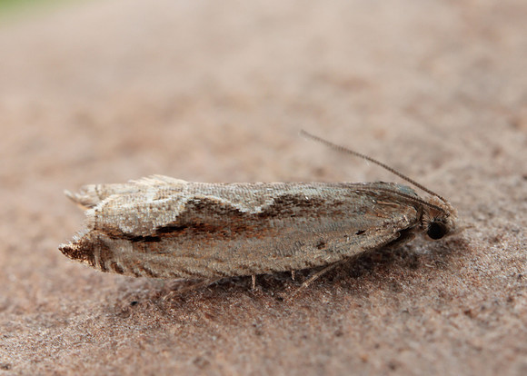 49.207 BF1119 Ancylis geminana