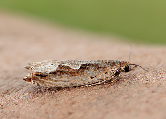 49.207 BF1119 Ancylis geminana