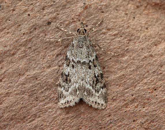 63.064 BF1334 Scoparia ambigualis