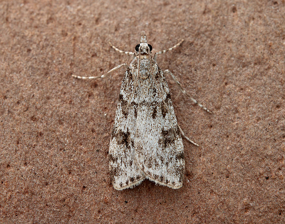 63.064 BF1334 Scoparia ambigualis