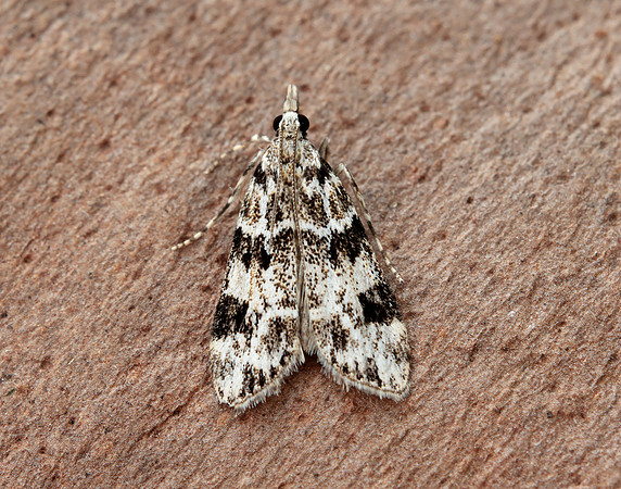 63.072 BF1343 Eudonia delunella