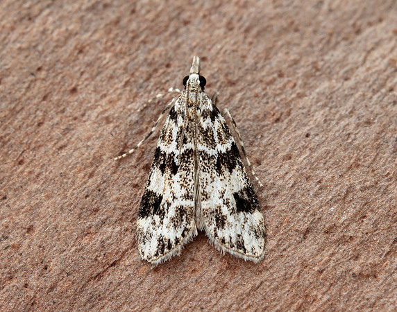 63.072 BF1343 Eudonia delunella