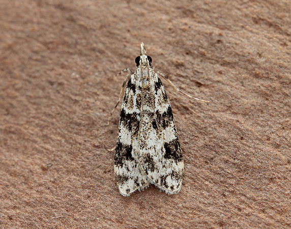63.072 BF1343 Eudonia delunella