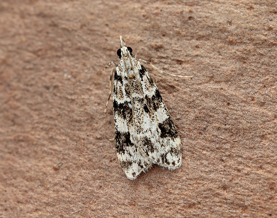 63.072 BF1343 Eudonia delunella