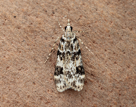 63.072 BF1343 Eudonia delunella
