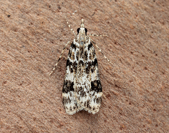 63.072 BF1343 Eudonia delunella