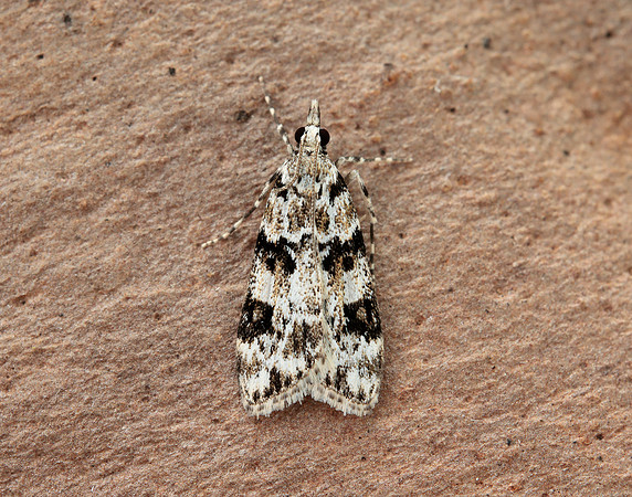 63.072 BF1343 Eudonia delunella