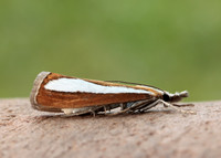 63.100 BF1314 Catoptria margaritella