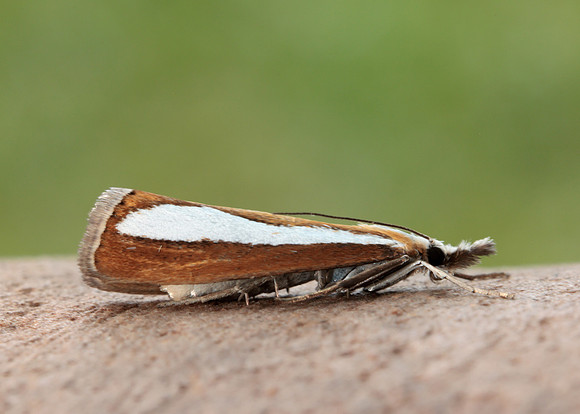 63.100 BF1314  Catoptria margaritella