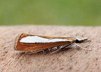 63.100 BF1314 Catoptria margaritella