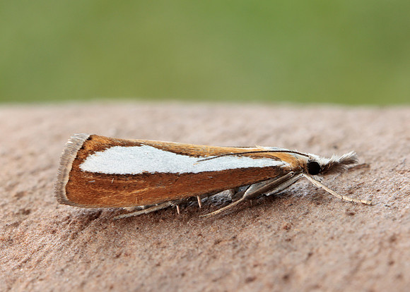 63.100 BF1314  Catoptria margaritella
