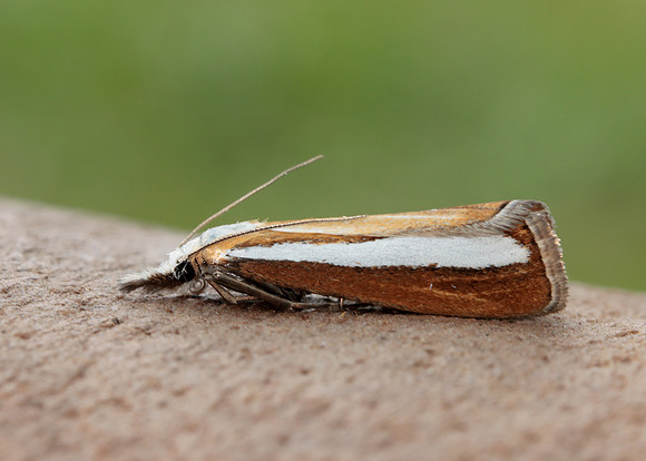 63.100 BF1314  Catoptria margaritella