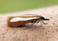 63.100 BF1314 Catoptria margaritella