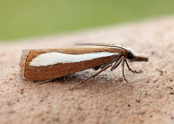 63.100 BF1314  Catoptria margaritella
