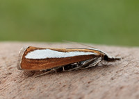 63.100 BF1314 Catoptria margaritella