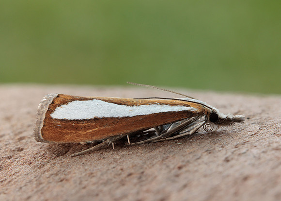 63.100 BF1314  Catoptria margaritella
