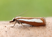 63.100 BF1314 Catoptria margaritella