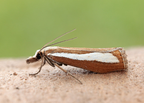 63.100 BF1314  Catoptria margaritella