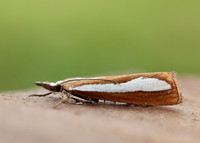 63.100 BF1314 Catoptria margaritella