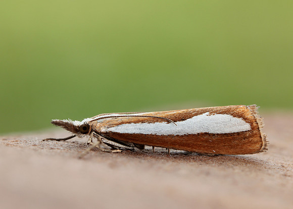 63.100 BF1314  Catoptria margaritella