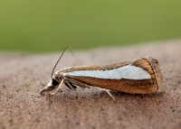 63.100 BF1314 Catoptria margaritella