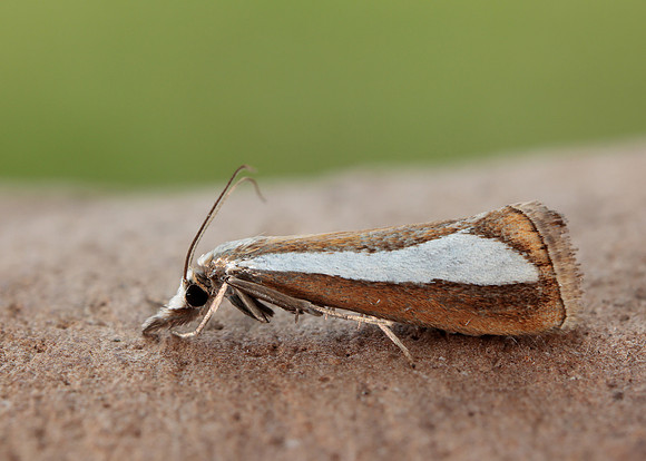 63.100 BF1314  Catoptria margaritella