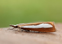 63.100 BF1314 Catoptria margaritella
