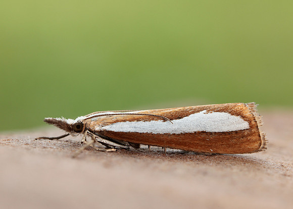 63.100 BF1314  Catoptria margaritella