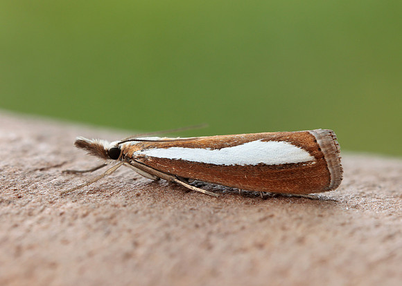 63.100 BF1314  Catoptria margaritella