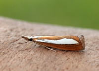 63.100 BF1314 Catoptria margaritella