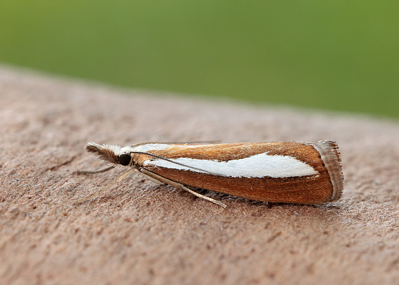 63.100 BF1314  Catoptria margaritella