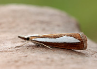 63.100 BF1314 Catoptria margaritella