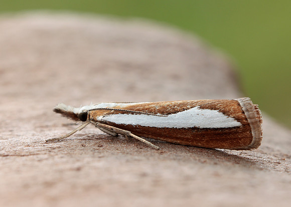 63.100 BF1314  Catoptria margaritella