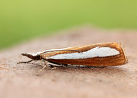 63.100 BF1314 Catoptria margaritella