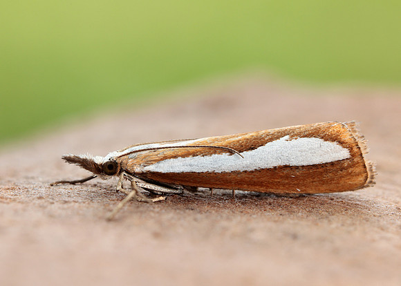 63.100 BF1314  Catoptria margaritella